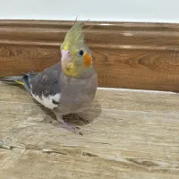 عروس هلندی نر و ماده دو ماه و نیم دستی|پرنده|تنکابن, |دیوار
