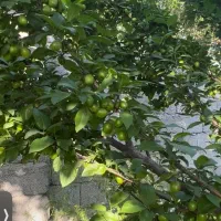 2000متر باغ محدوده حکیم آباد|فروش زمین و ملک کلنگی|فشاپویه, |دیوار