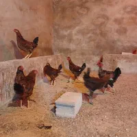 خروس|حیوانات مزرعه|سرپل ذهاب, |دیوار