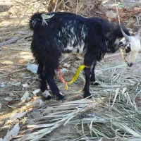 فروش بز پاچن