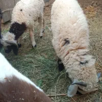 سه تابره نر|حیوانات مزرعه|بم, |دیوار