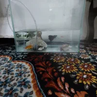 آکواریوم با ماهی زینتی