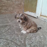 سگ پا کو تا|سگ|قم, منبع آب|دیوار