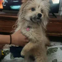 سگ پامر پا کوتاه