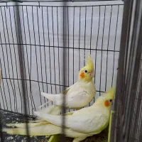 عروس هلندی|پرنده|رشت, آب آسیاب|دیوار