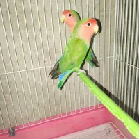 طوطی برزیلی