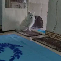 سگ پامر معاوضه