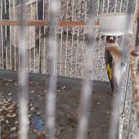 سهره ماده|پرنده|اردبیل, |دیوار