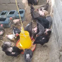 مرغ گل باقالی چهل تاج|حیوانات مزرعه|باشتین, |دیوار