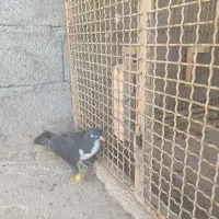 کبوترتاختی|پرنده|ایرانشهر, |دیوار