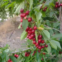 پیمانکاری و بریدن درخت