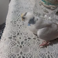 یک عدد مرغ عشق با قفس قیمت 550000 تومان