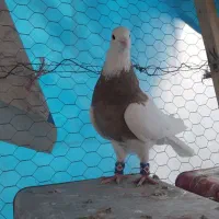 کبوتر.کفتر. طوقی|پرنده|رودشت (اصفهان), |دیوار