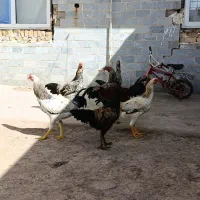 مرغ و خروس لاری و دورگه جوجه خروس جوجه مرغ تخمگذار|حیوانات مزرعه|تاکستان, |دیوار