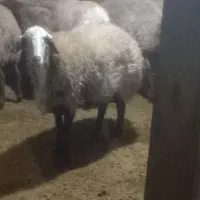 شکه مای چاق|حیوانات مزرعه|کلیائی, |دیوار