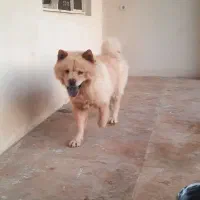 واگذاری دو قلاده سگ نژاد چاو چاو  ژرمن شولاین|سگ|بندرعباس, |دیوار