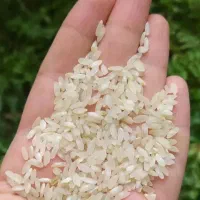 برنج  فجر برنج ضیغمی ممسنی نیم دانه کمفیروزی لوبیا|خوردنی و آشامیدنی|کازرون, |دیوار