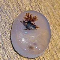 نگین عقیق شجر قائن تک درخت زمینه شفاف