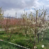 فروش خانه ویلایی ۱۱۵۰ متری ۱ خوابه|فروش خانه و ویلا|فیروزکوه, |دیوار