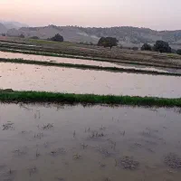 زمین برنج کاری