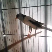 قناری کشیده بلند نر|پرنده|شهرضا, |دیوار