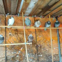 کفتر کبوتر یکجا