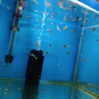 ماهی گوپی جوون، حراج به دلیل کمبود جا|ماهی|تربت جام, جامی|دیوار