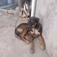 سک ژرمن نژاد شپرد اصیل|سگ|بجنورد, |دیوار