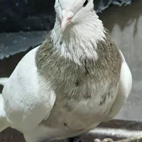 فروشی نر  اجری کرم  خال سیاه|پرنده|رامهرمز, |دیوار