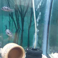 جفت سیچلاید گوره خری مولد