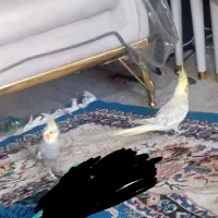 جفت عروس مولد