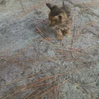 بچه گربه