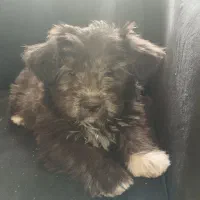 واگذاری شیتزو ۳ ماهه|سگ|تهران, سردارجنگل|دیوار