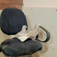 کبوتر جفت هفترنگ دمسفید