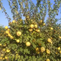 نهال به صادراتی مخصوص شمال.تعداد محدود|خدمات باغبانی و درختکاری|کردکوی, |دیوار