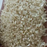 برنج کامفیروزی نو و نیم دانه