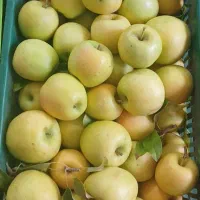 سیب زرد زرقان