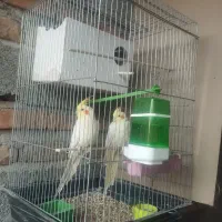 عروس هلندی چشم قرمز