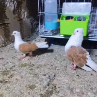 یه جوفت شوزرد معاوضه ندارم