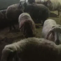 ۱۰عددمیش وبره