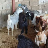 بزغاله پروار بتنی