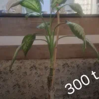 گل و گیاه|گل و گیاه طبیعی|ایوان, |دیوار