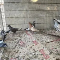 کبوتر سینه