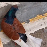 زرد و سرور ناب پرشی