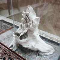 اکواریوم شیشه خم|ماهی|فردیس, فردیس|دیوار