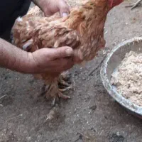 خروس و مرغ برهما یا امپراطور|حیوانات مزرعه|فرح آباد, |دیوار