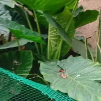 گل طبیعی|گل و گیاه طبیعی|رشت, کوی مهر|دیوار