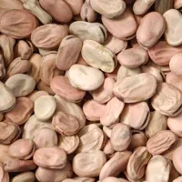 باقلا باقالی|عمده‌فروشی|برازجان, |دیوار