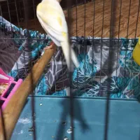 قناری رسمی|پرنده|خرمشهر, |دیوار