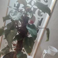 گل پینگ پرنسس برگ انجیری سانسوریااشک عروس برگ بید